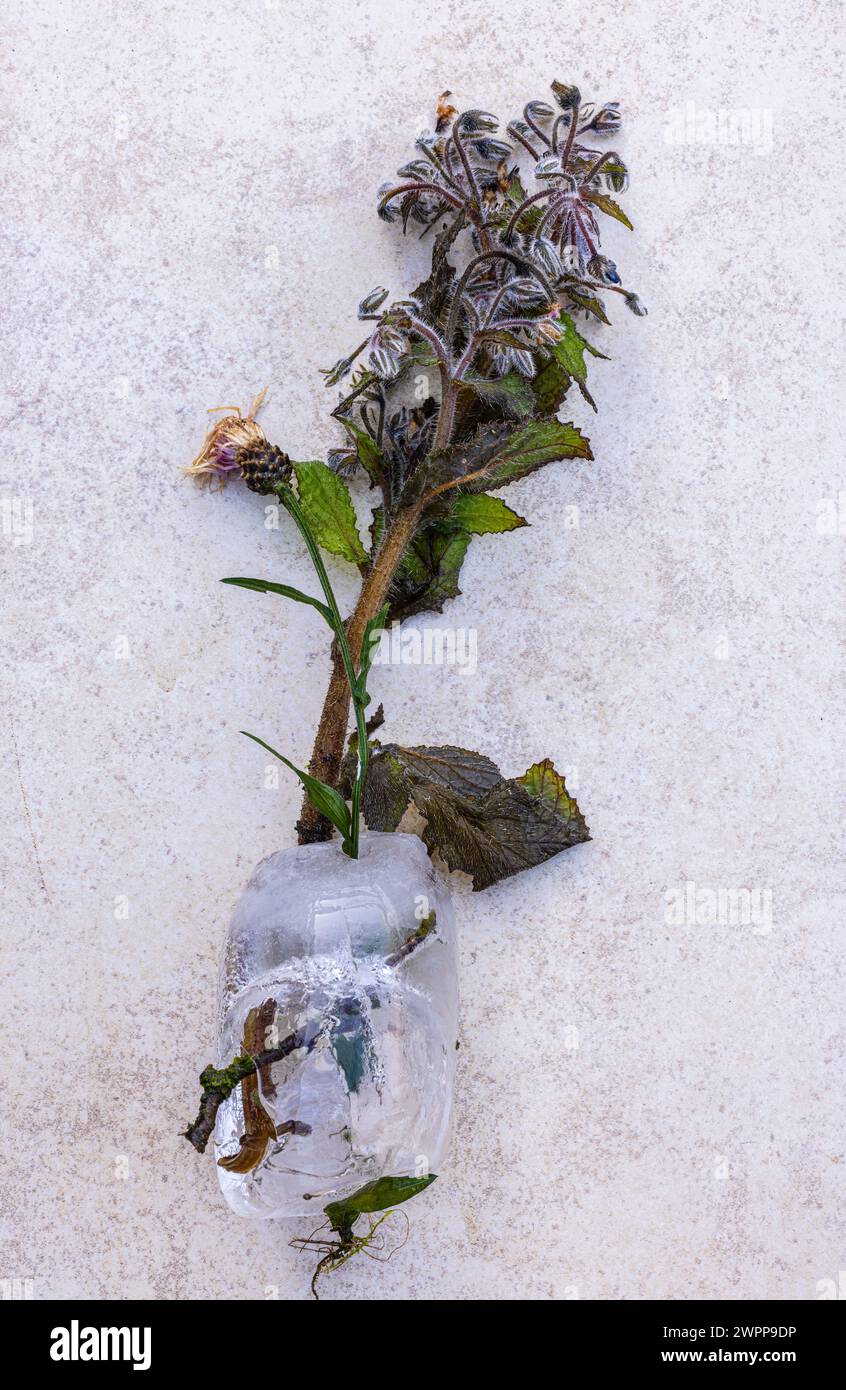 Eine mit Wasser und Blumen gefüllte Glasflasche bricht durch die Expansion des gefrorenen Wassers Stockfoto