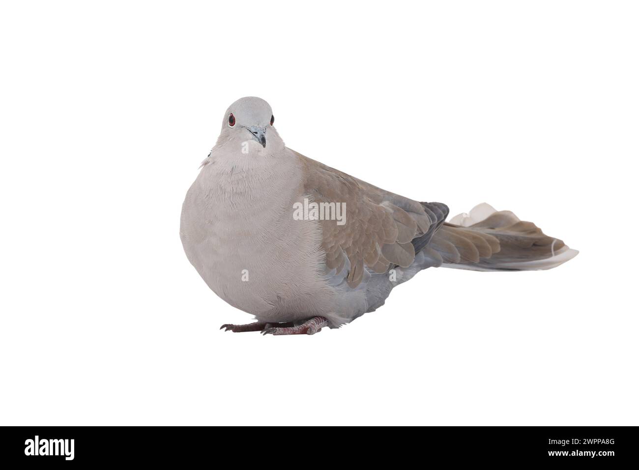 eurasische Taube mit Kragen auf weißem Hintergrund Stockfoto