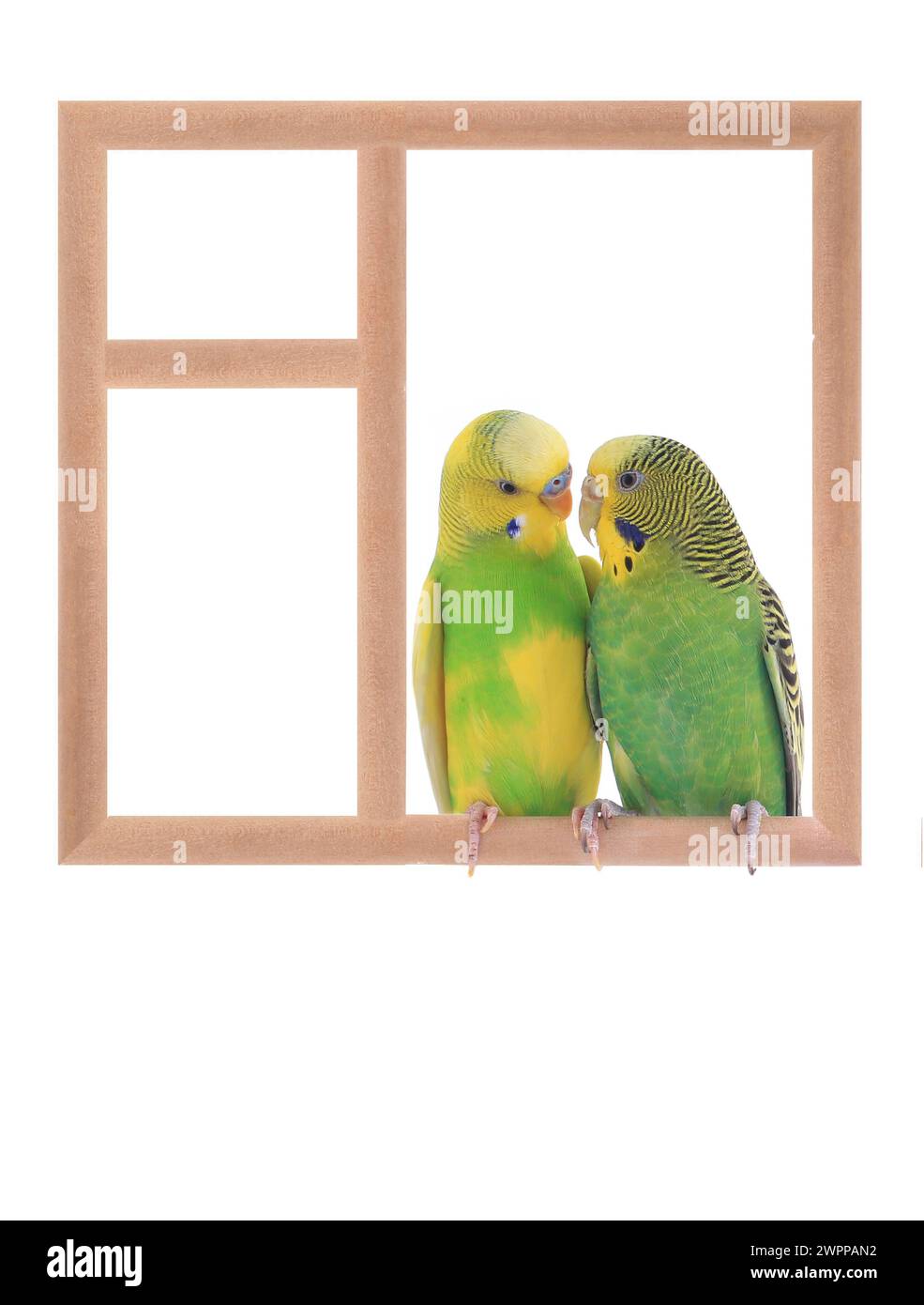 Budgie sitzt in einem Fenster isoliert auf weißem Hintergrund Stockfoto
