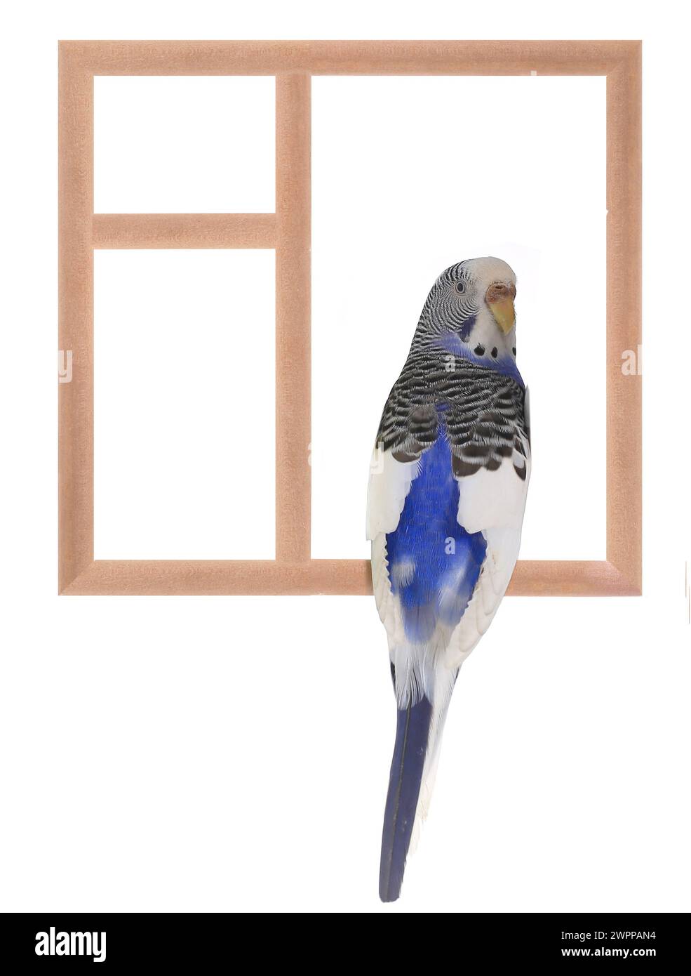 Budgie sitzt in einem Fenster isoliert auf weißem Hintergrund Stockfoto