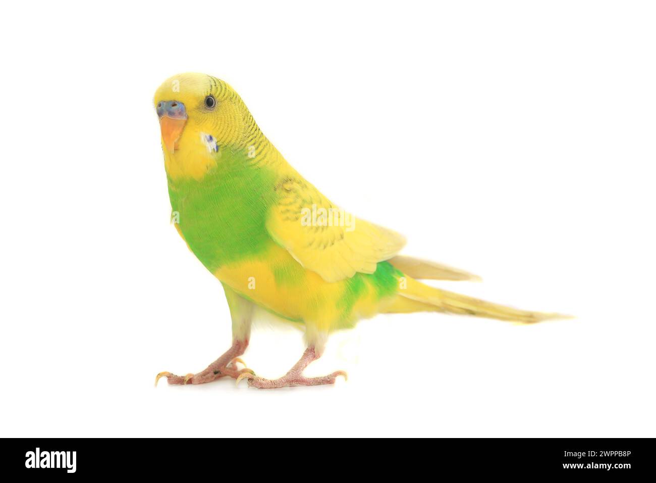 Gelber Budgie isoliert auf weißem Hintergrund Stockfoto