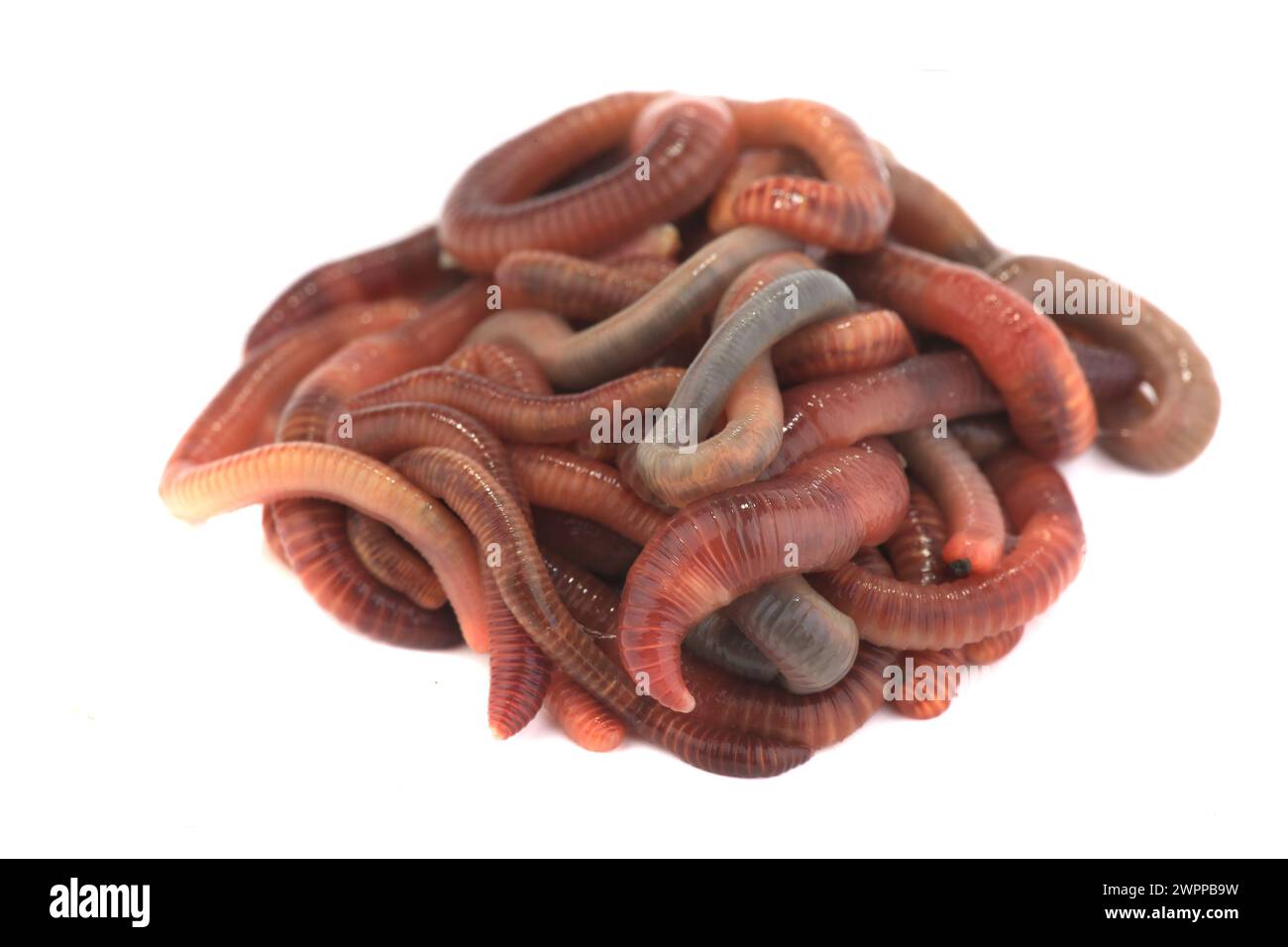 Erdwurm isoliert auf weißem Hintergrund Stockfoto
