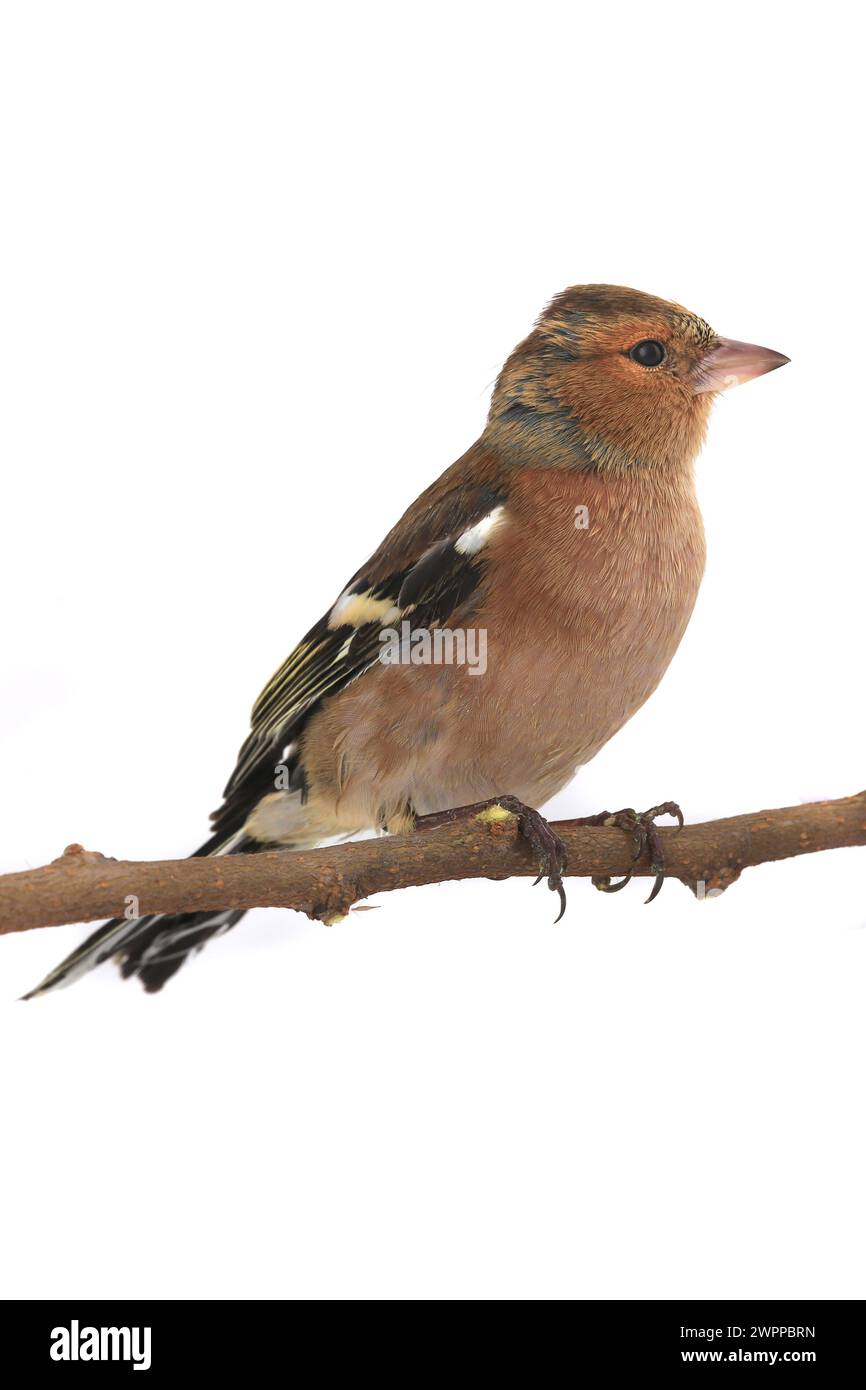 Buchhalm auf weißem Hintergrund Stockfoto