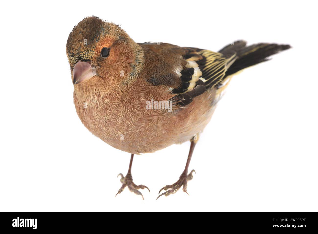 Buchhalm auf weißem Hintergrund Stockfoto