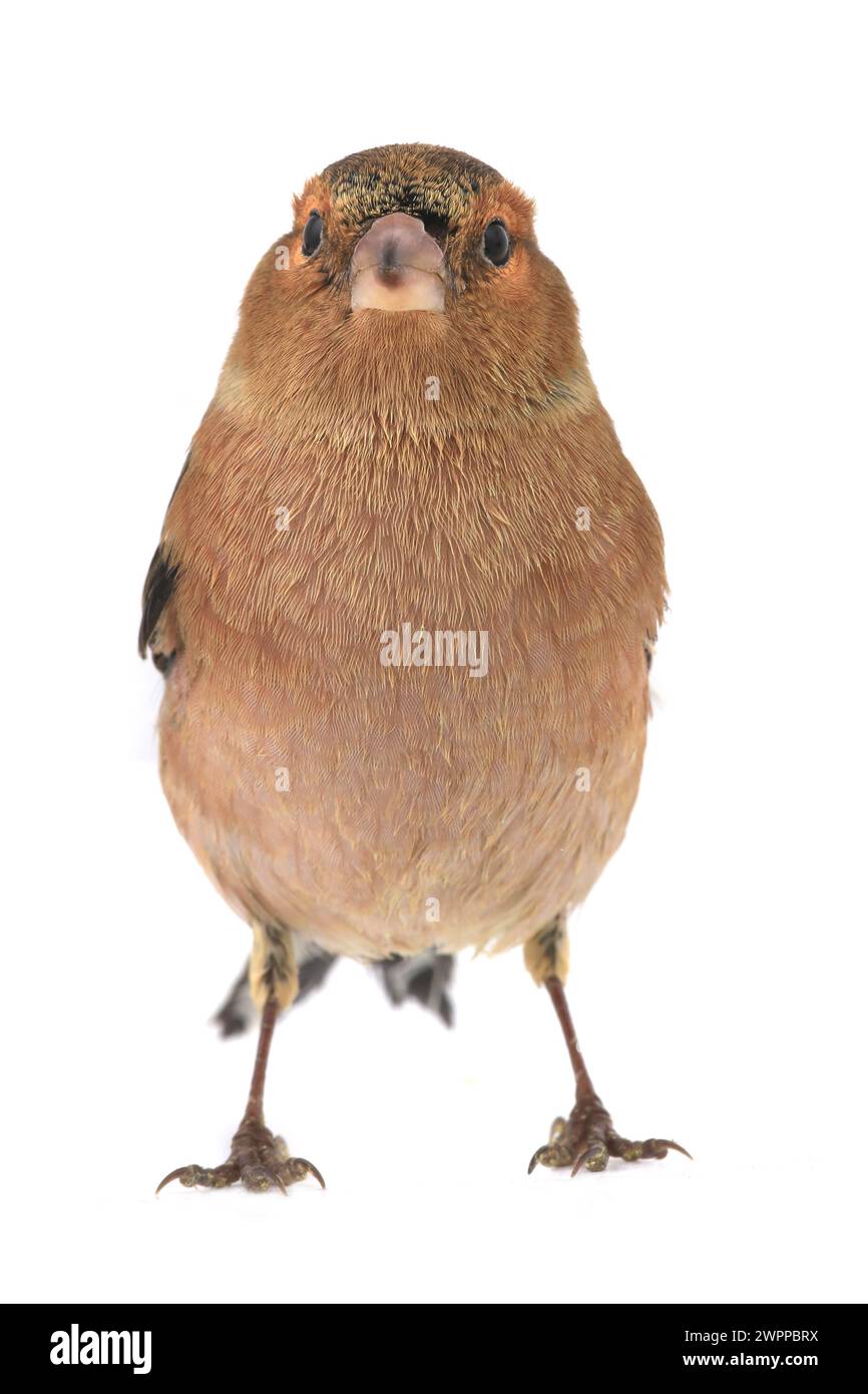 Buchhalm auf weißem Hintergrund Stockfoto