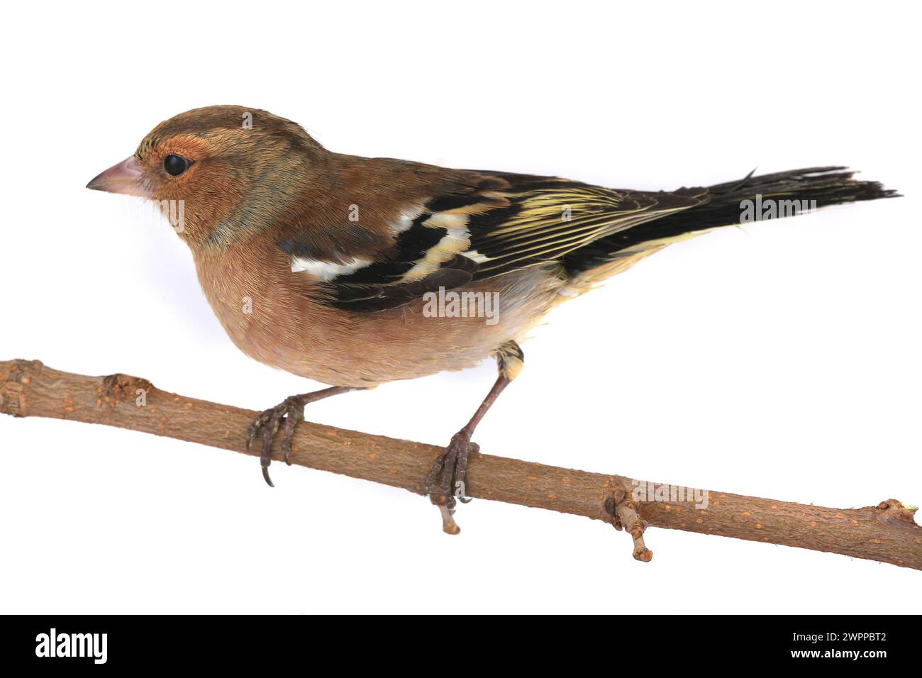 Buchhalm auf weißem Hintergrund Stockfoto