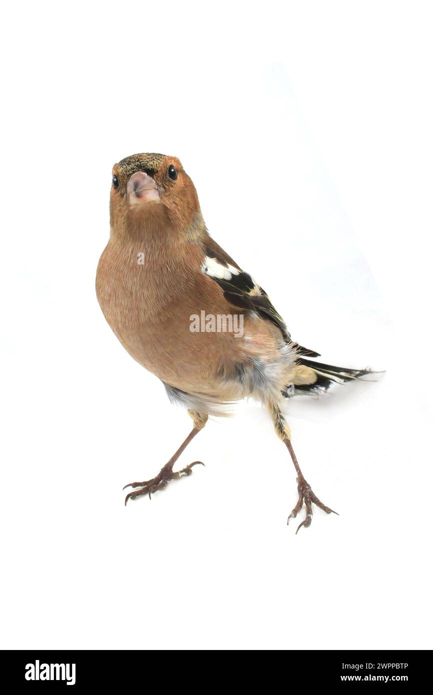 Buchhalm auf weißem Hintergrund Stockfoto