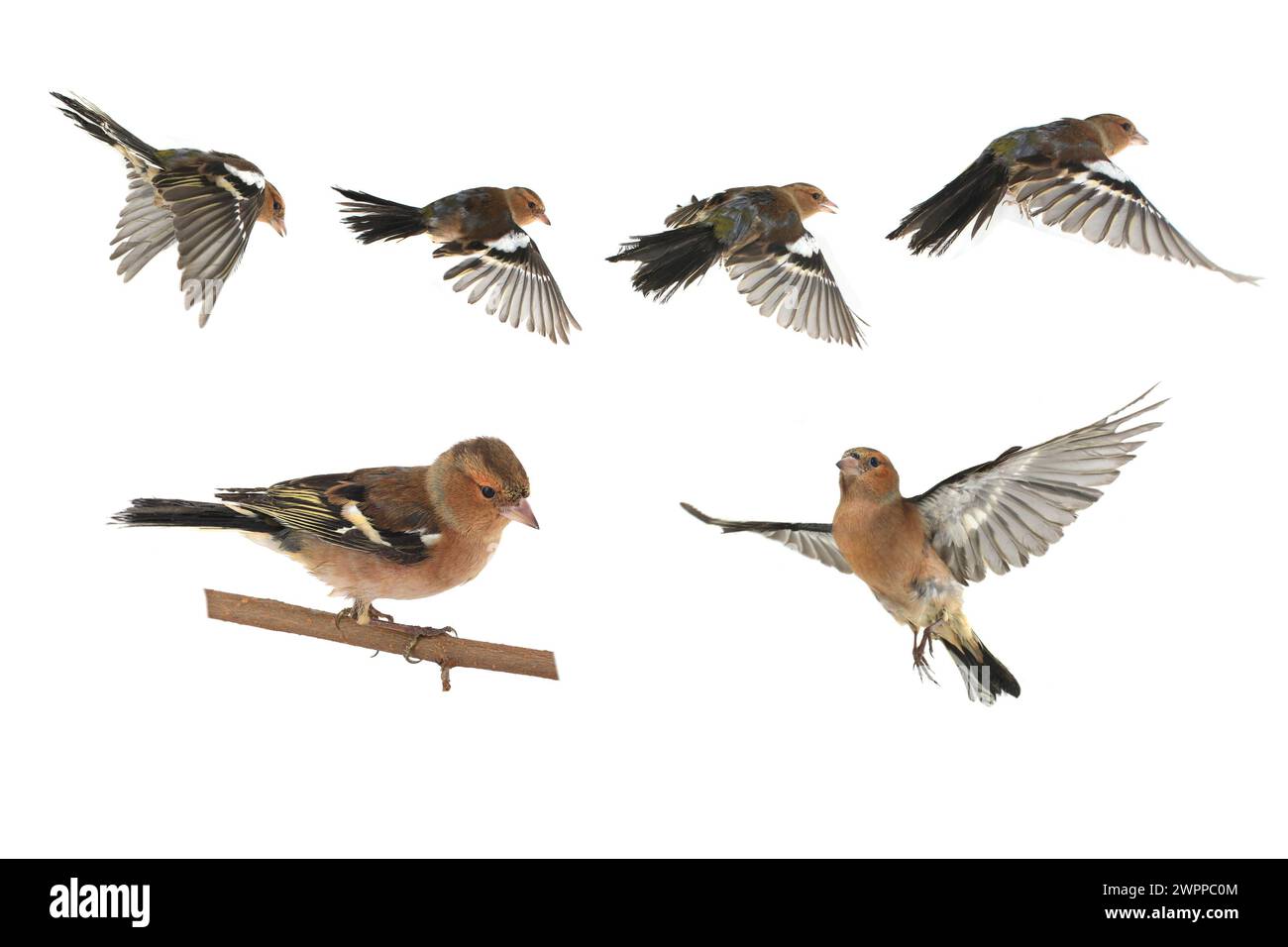 Chaffinch-Flug auf weißem Hintergrund Stockfoto