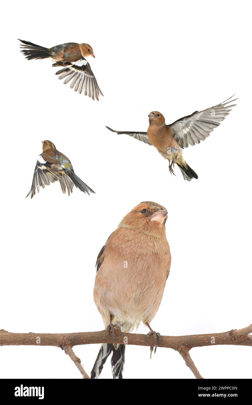 Chaffinch-Flug auf weißem Hintergrund Stockfoto