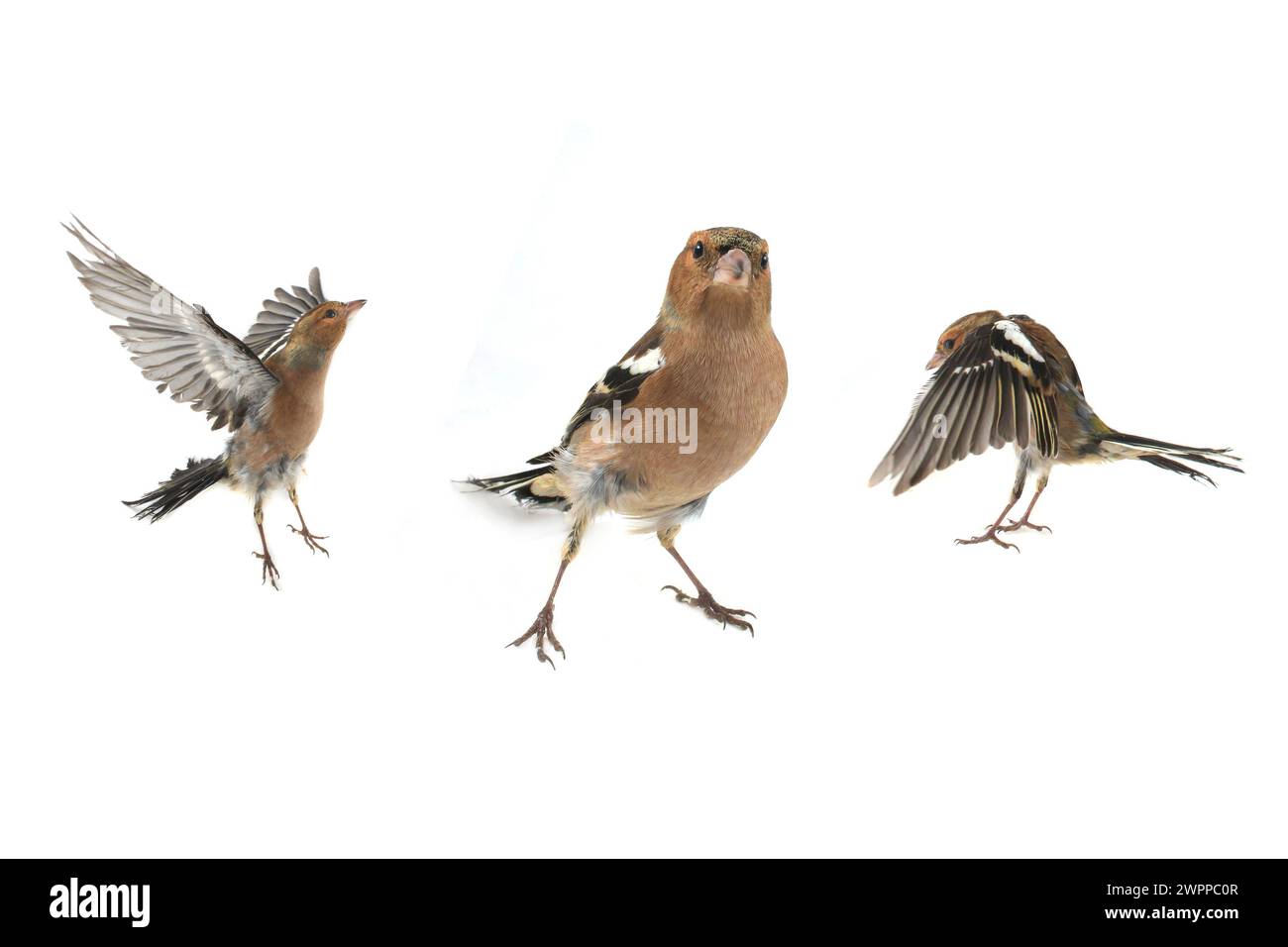 Buchhalm auf weißem Hintergrund Stockfoto
