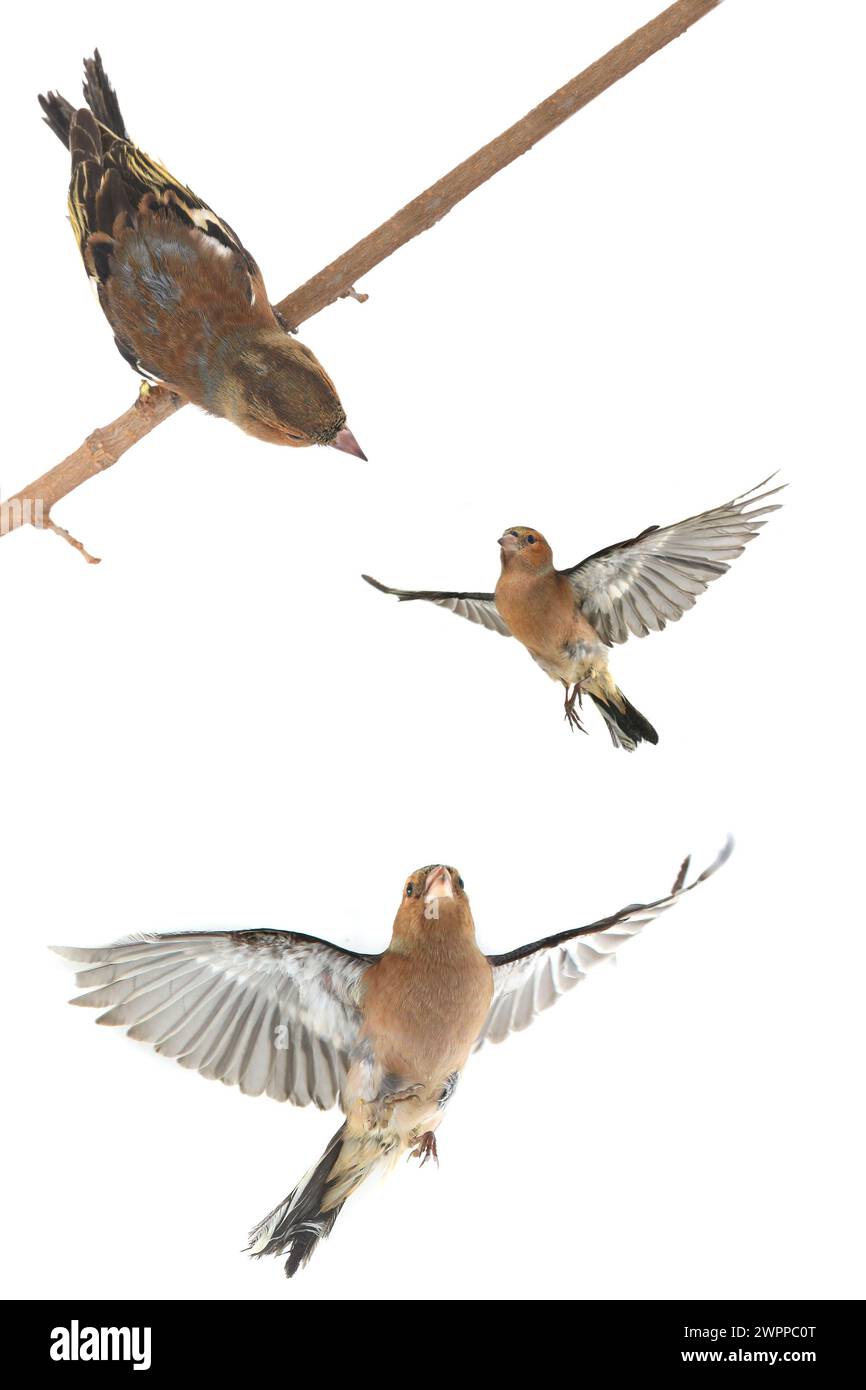 Chaffinch-Flug auf weißem Hintergrund Stockfoto