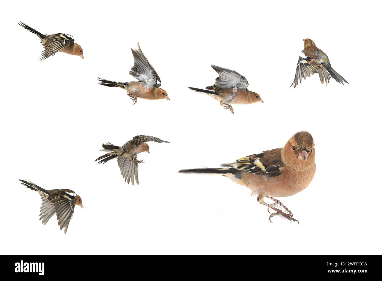 Buchhalm auf weißem Hintergrund Stockfoto