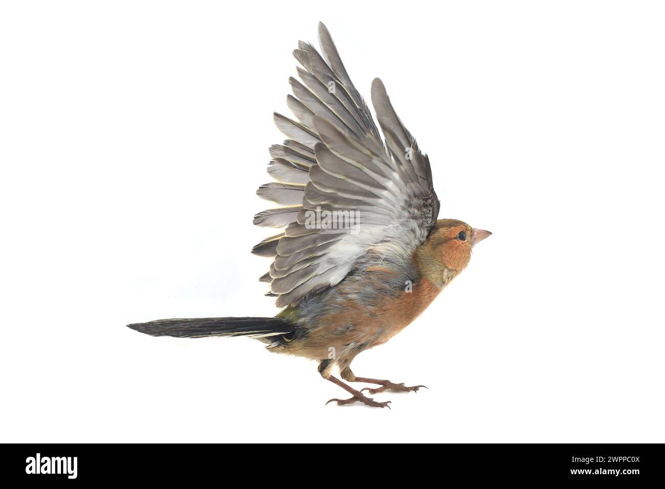 Chaffinch-Flug auf weißem Hintergrund Stockfoto