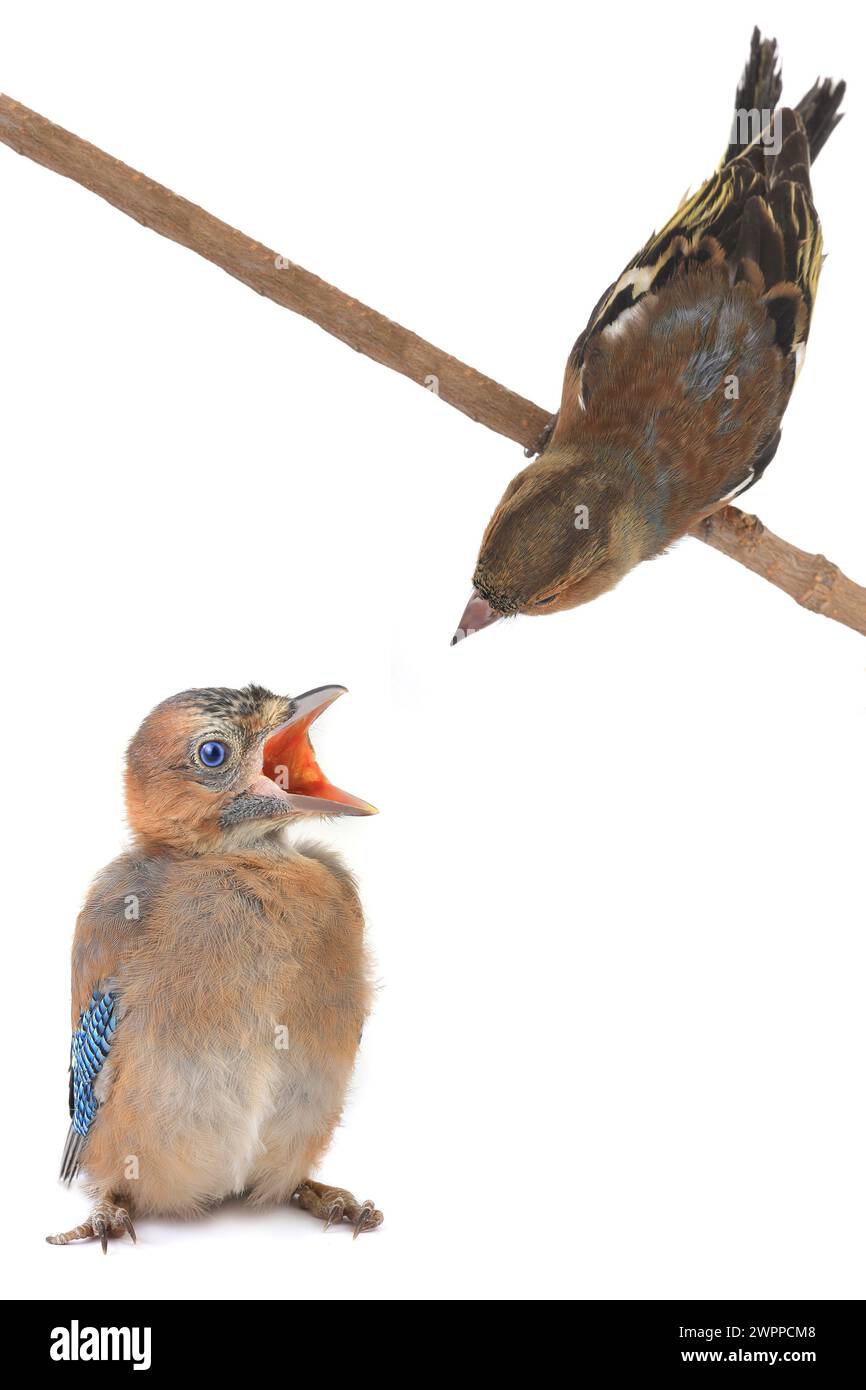 Chaffinch und jay auf weißem Hintergrund Stockfoto
