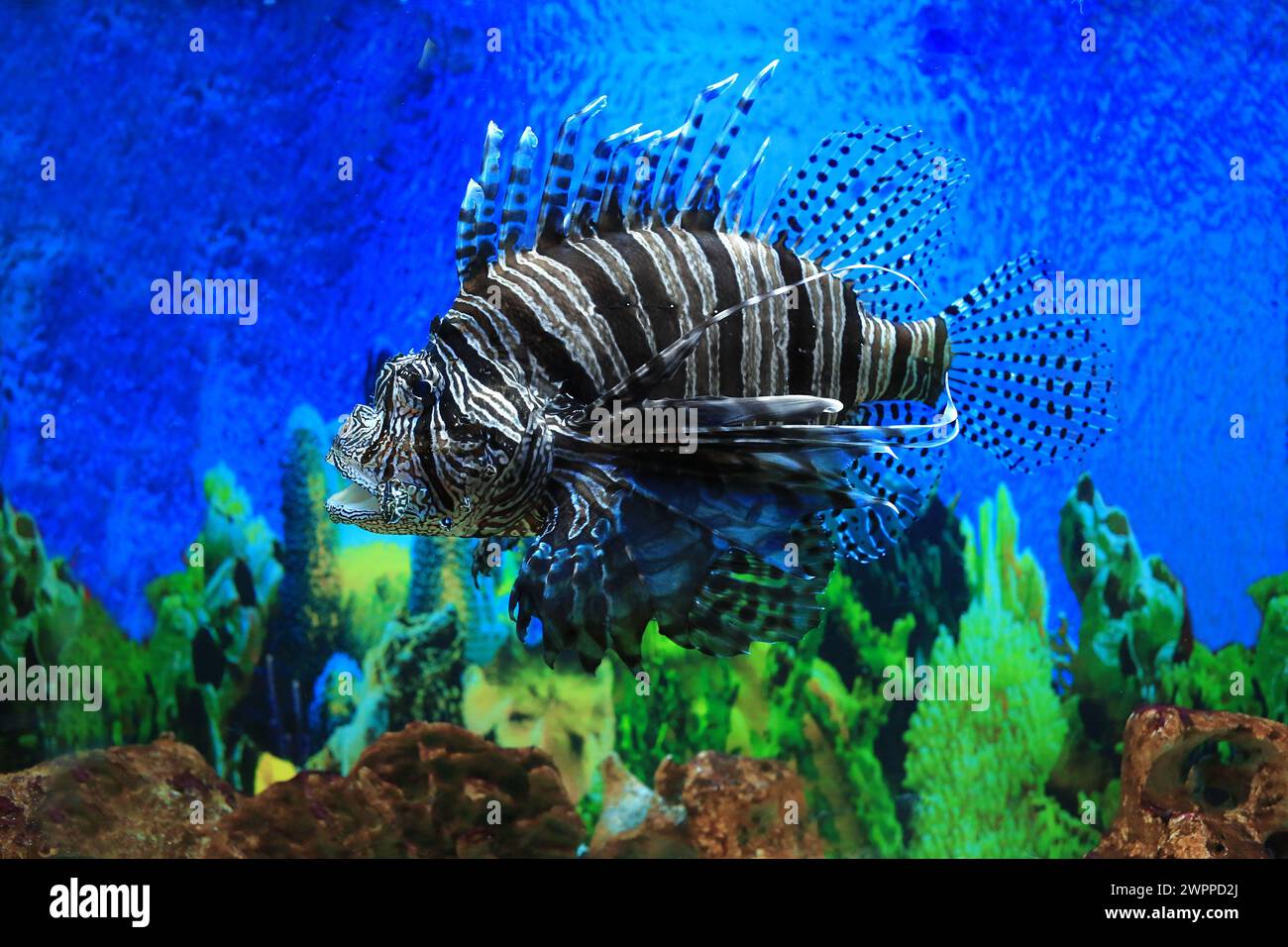 Löwenfisch im Aquarium mit blauem Hintergrund Stockfoto