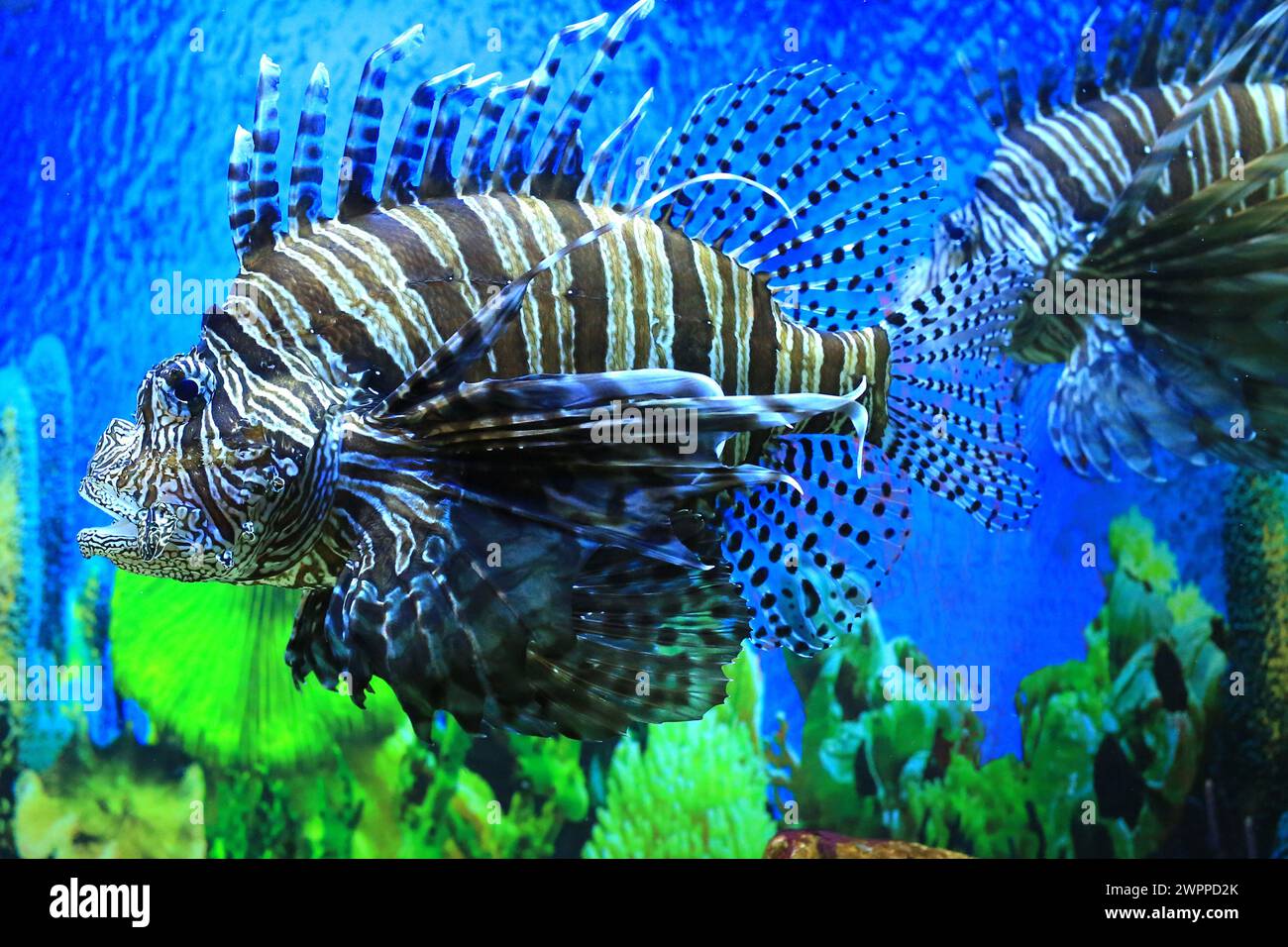 Löwenfisch im Aquarium mit blauem Hintergrund Stockfoto