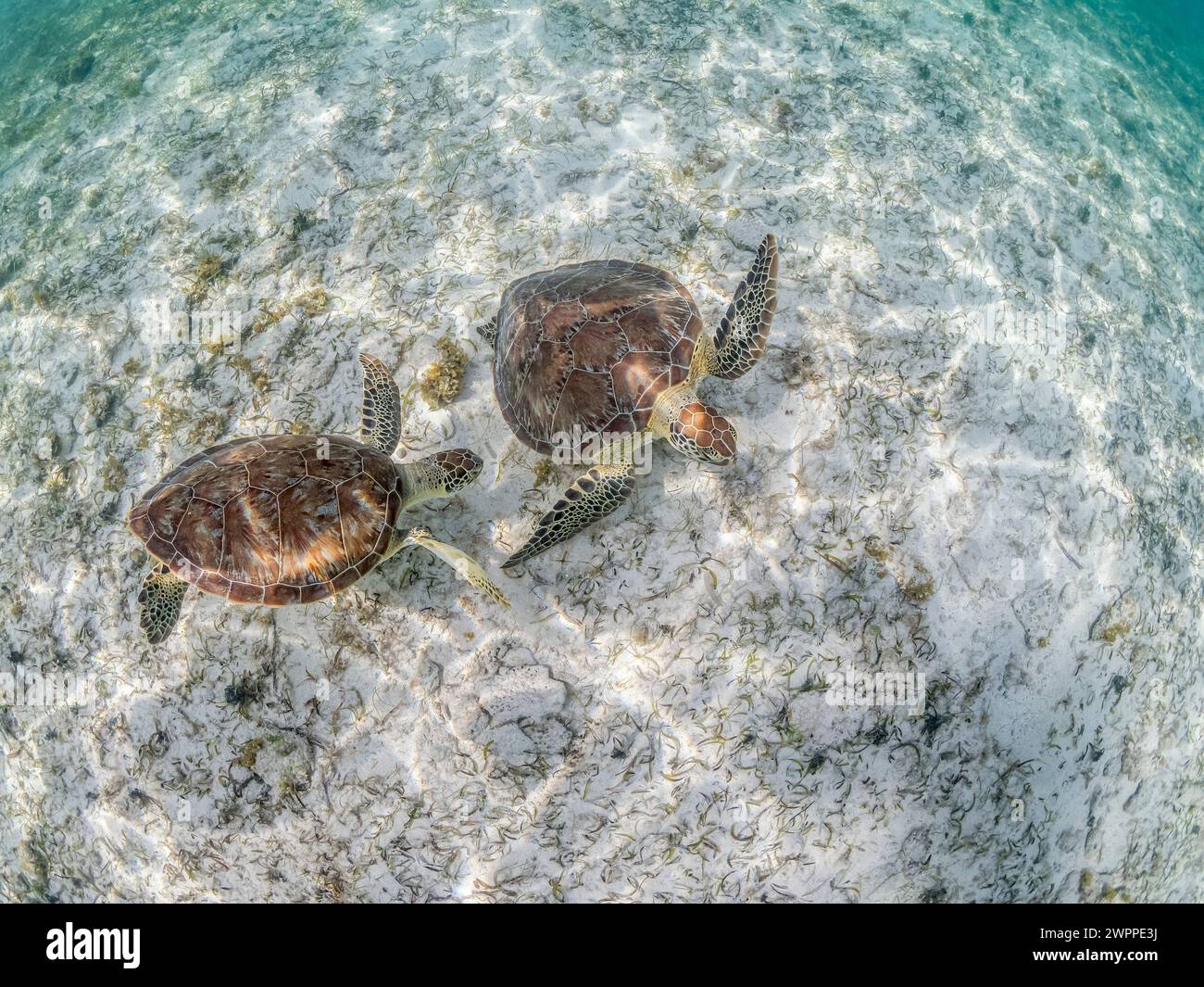 Grüne Meeresschildkröte, Chelonia mydas, Kämpfe auf dem Futterplatz von Schildkrötengras, Thalassia testudinum, Teritorialstreit, Grand Cayman, Cayman Inseln, C Stockfoto