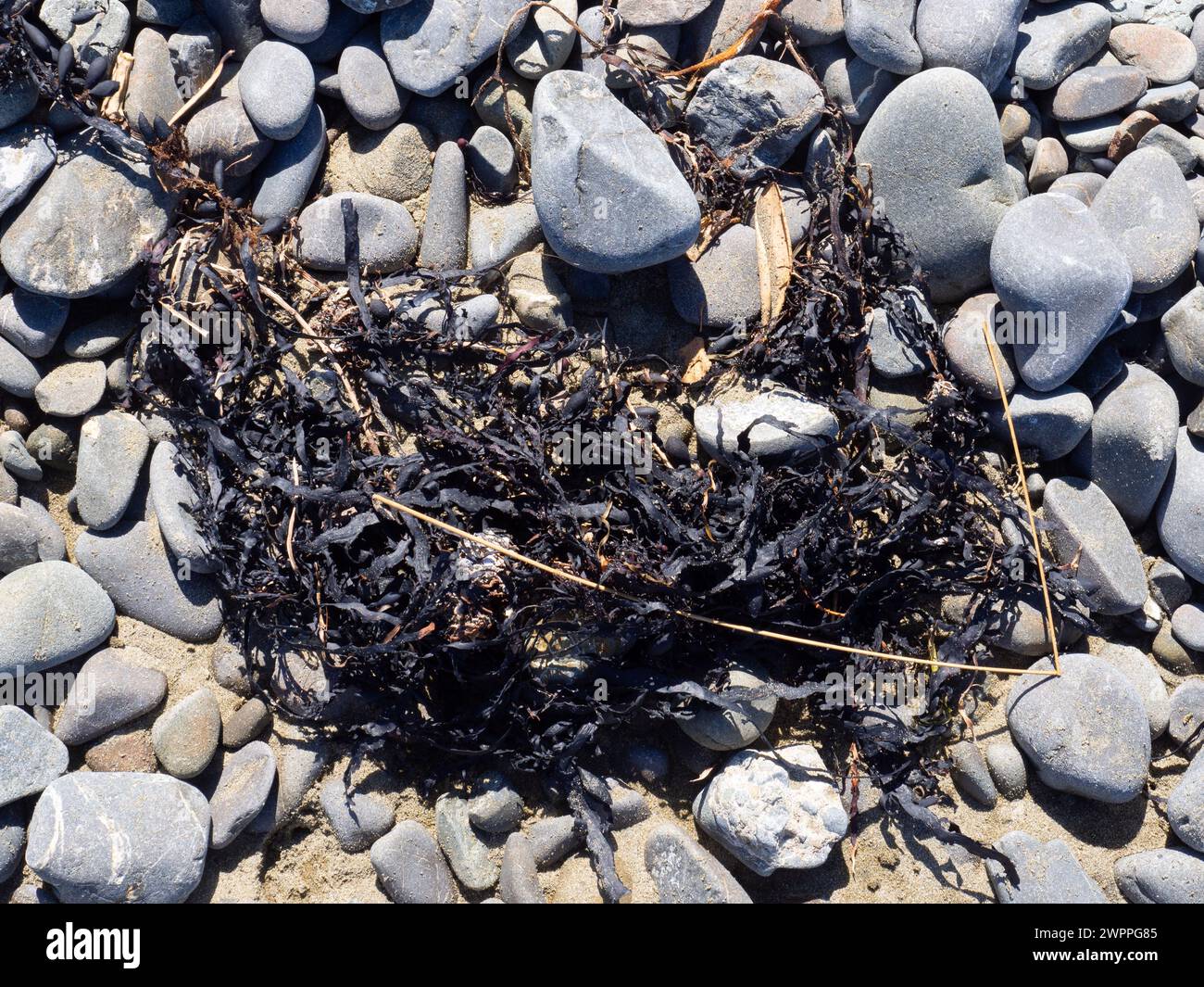 Algen zwischen Steinen am Strand Stockfoto