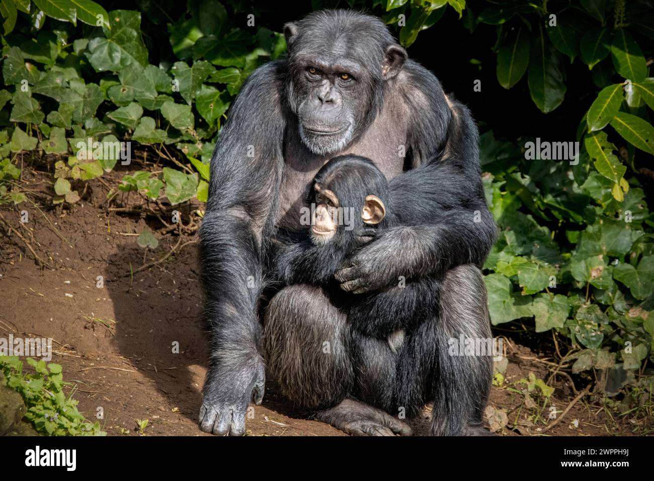 Schimpanse-Familie Stockfoto