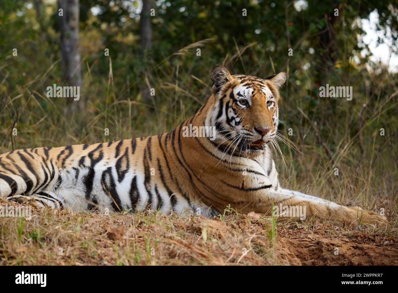 Bengalischer Tiger - Tigerin - bekannt als Biruhli in Bandhavgarh Tiger Reserve, Indien, Februar 2024 Stockfoto