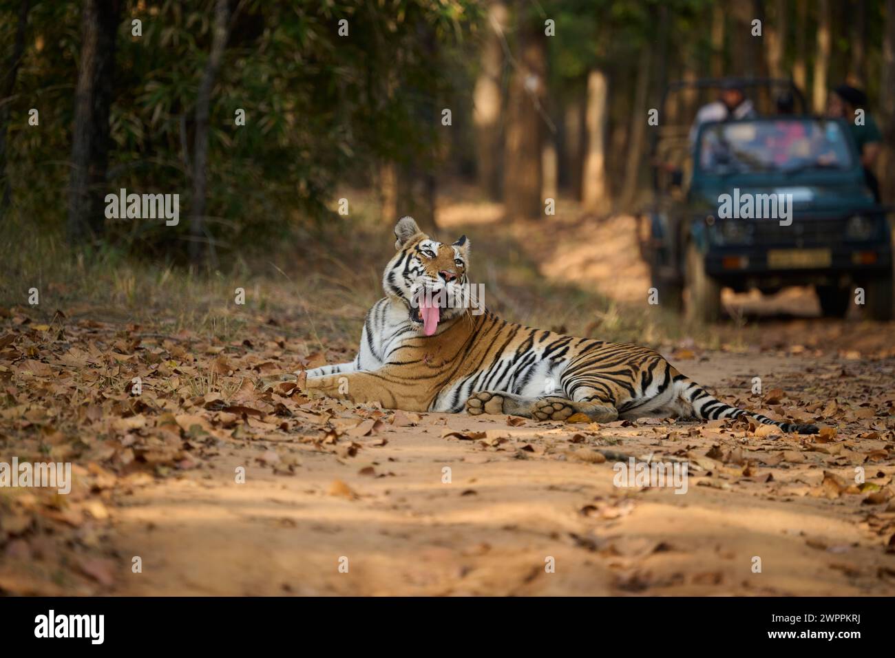 Bengalischer Tiger - Tigerin - bekannt als Biruhli in Bandhavgarh Tiger Reserve, Indien, Februar 2024 Stockfoto
