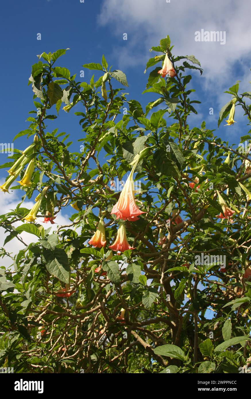 Brugmansia Sanguinea Blume, San Schlauch, Costa Rica. Stockfoto