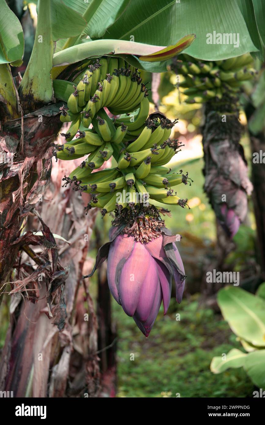 Bananenpflanze, Musa Sp., Musaceae. Doka Coffee Estate, Costa Rica. Stockfoto