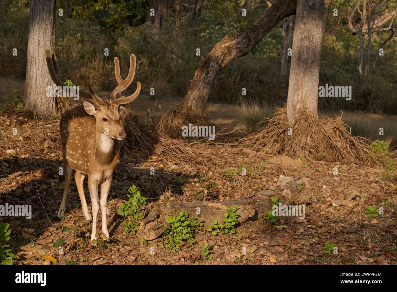 Geflecktes Hirschbock in Samt, Kanha National Park Stockfoto