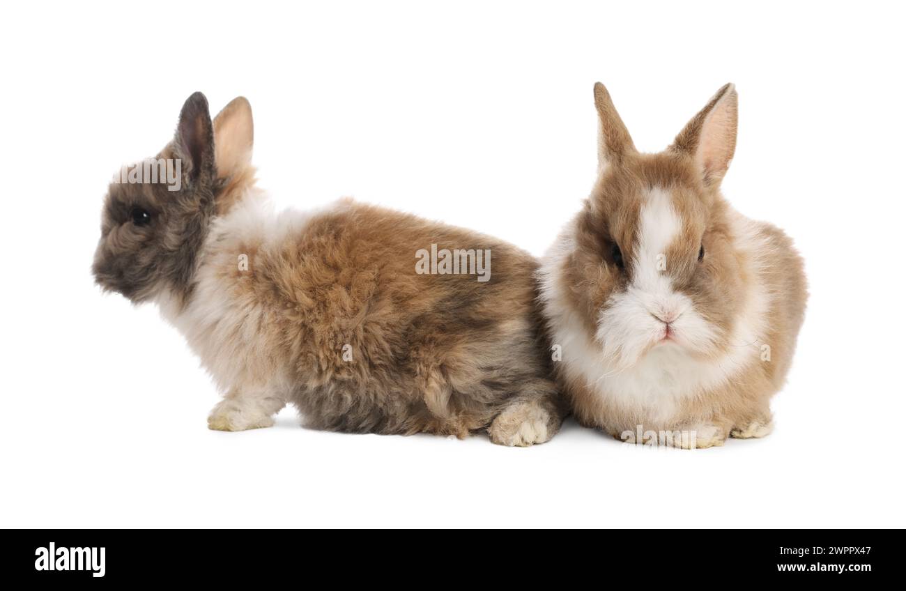 Süße flauschige Hauskaninchen isoliert auf weiß Stockfoto