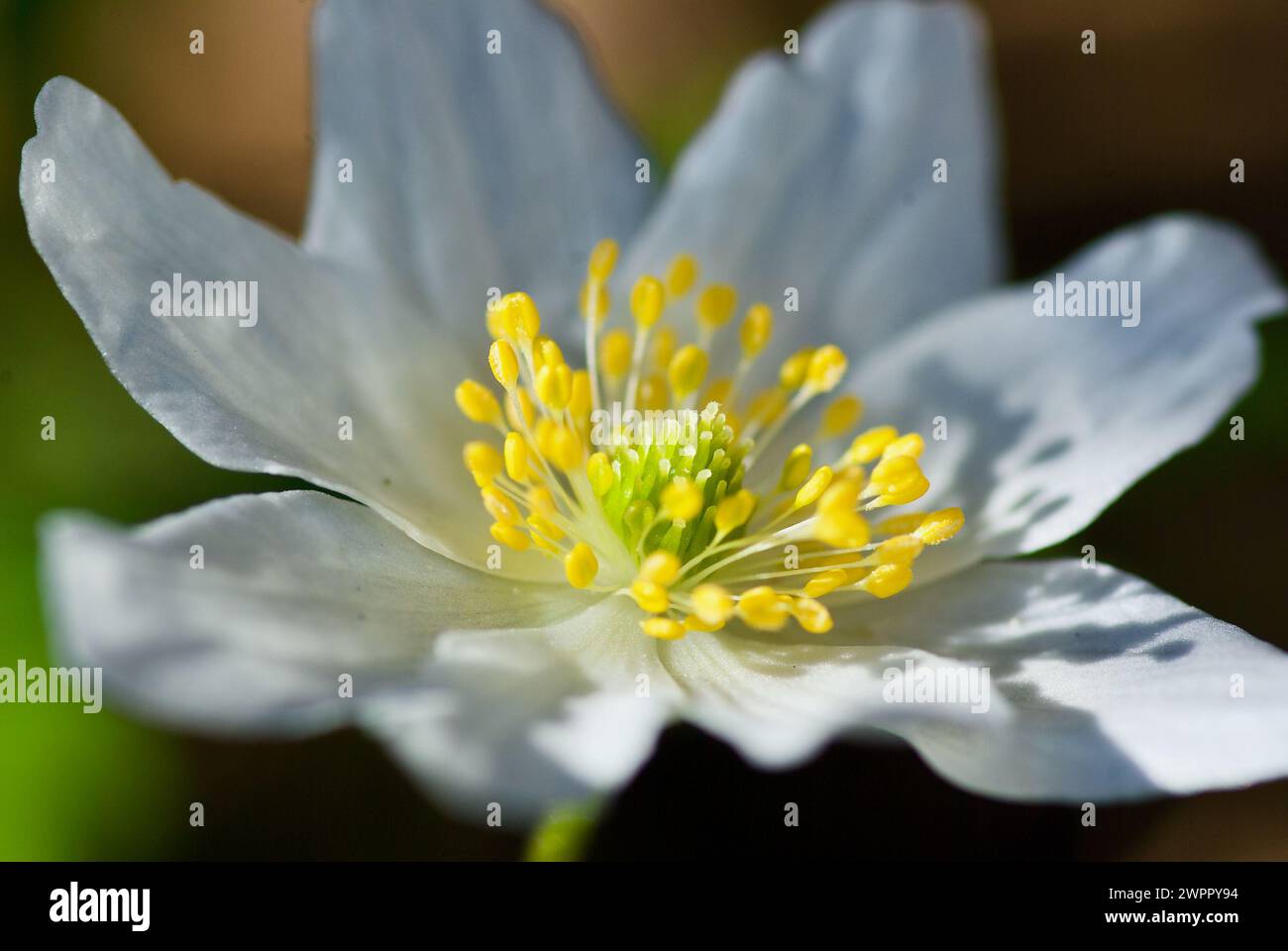 Nahaufnahme einer blühenden weißen Holzanemone mit schönen gelben Stempel und Blütenstempeln im Frühling. Stockfoto