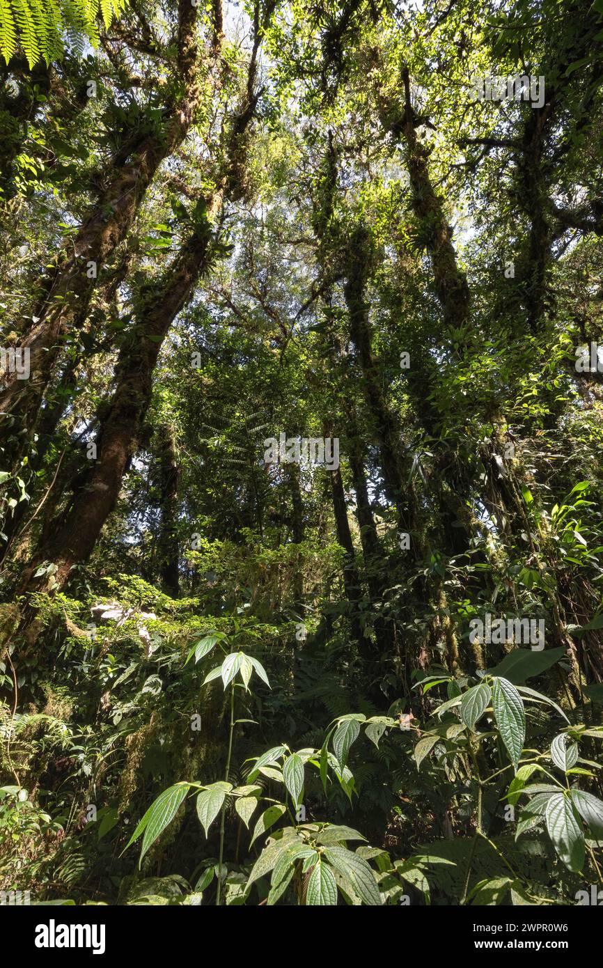 Dichte Baumkronen auf Wanderwegen im Nebelwald von Costa Rica in der Nähe von Monteverde Stockfoto
