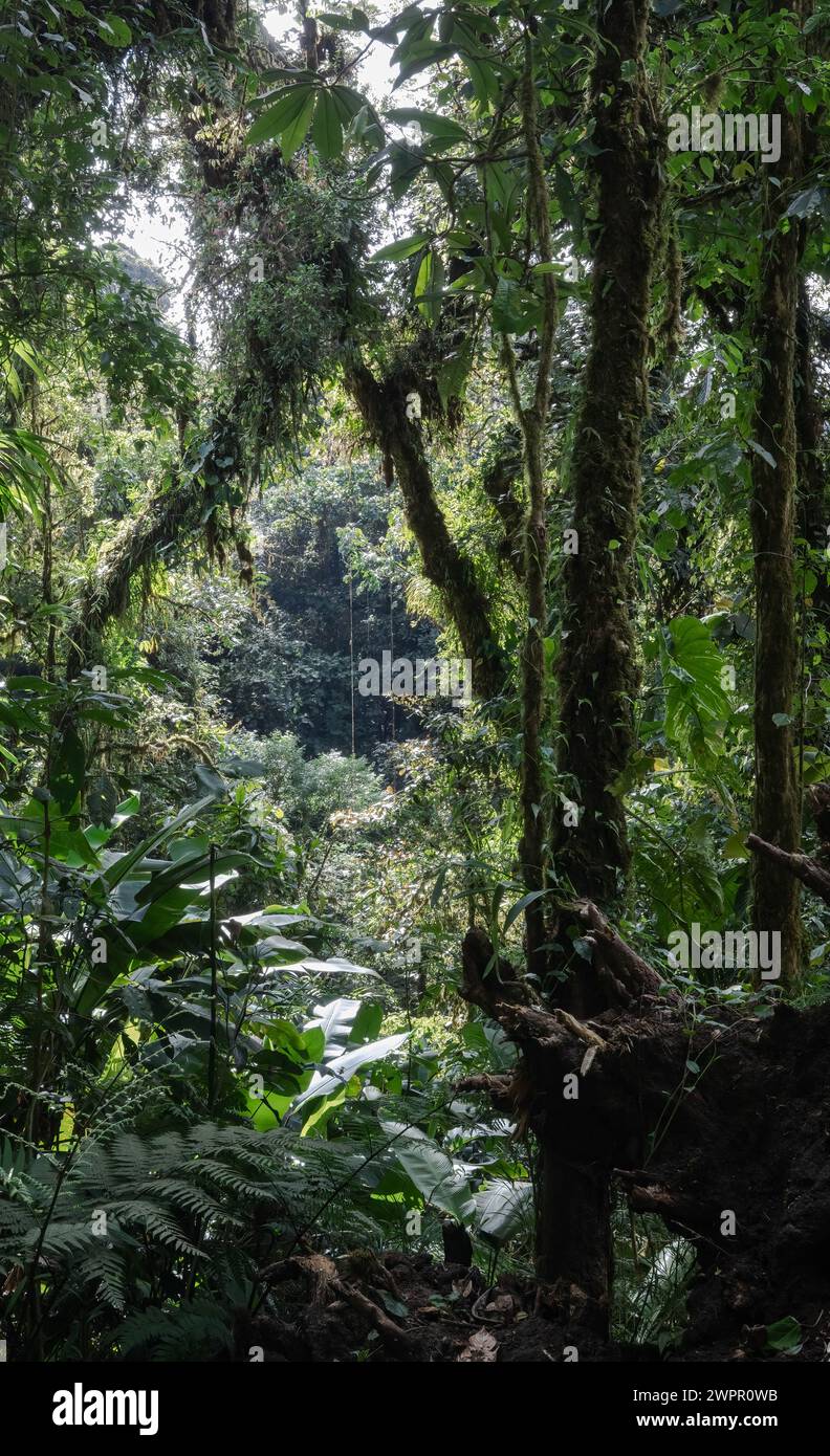 Dichte Baumkronen auf Wanderwegen im Nebelwald von Costa Rica in der Nähe von Monteverde Stockfoto