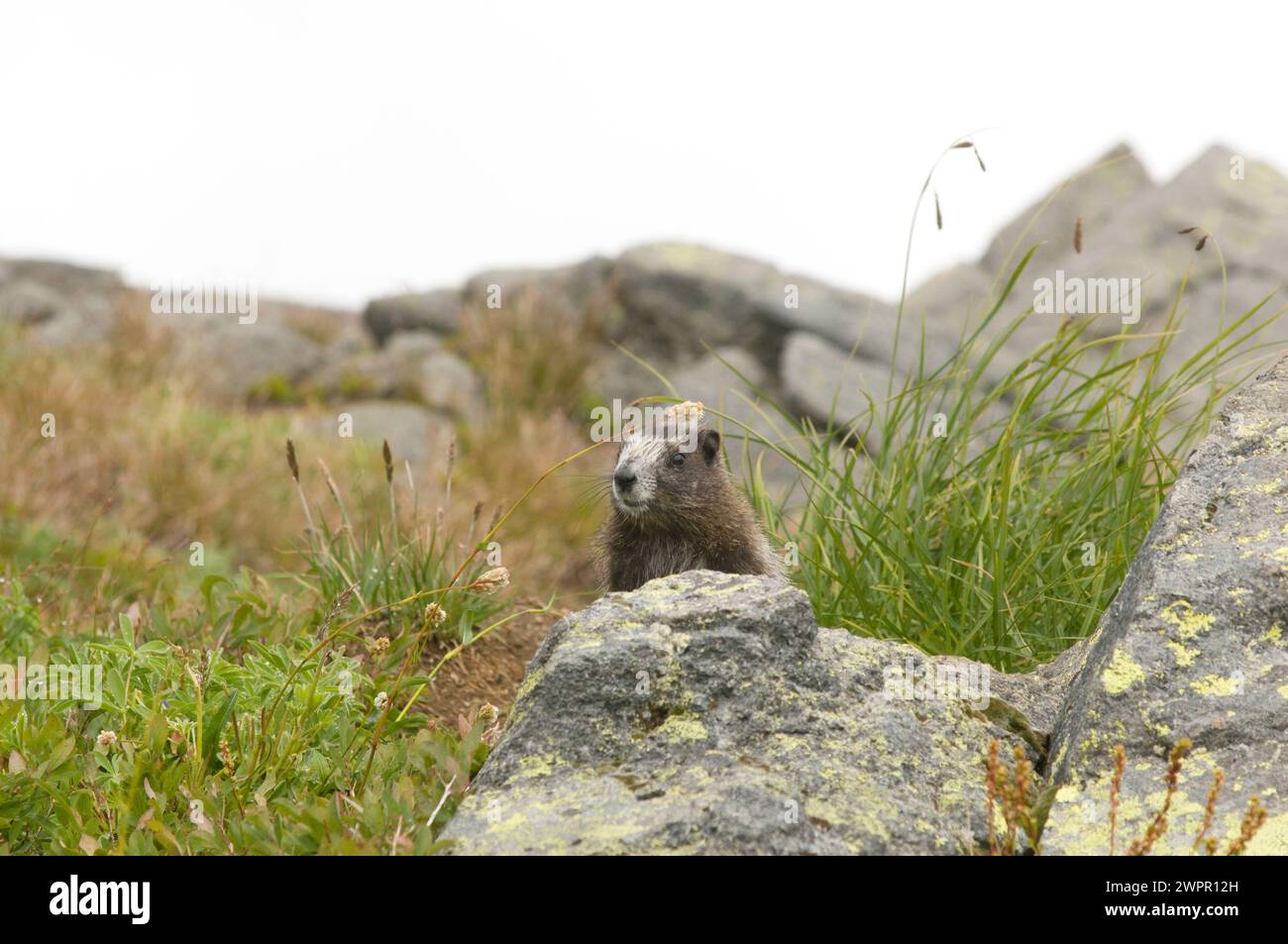 Niedliches Baby, Marmota caligata, sonnen Sie sich entlang des Copper Ridge North Cascades National Park, Washington State, USA Stockfoto