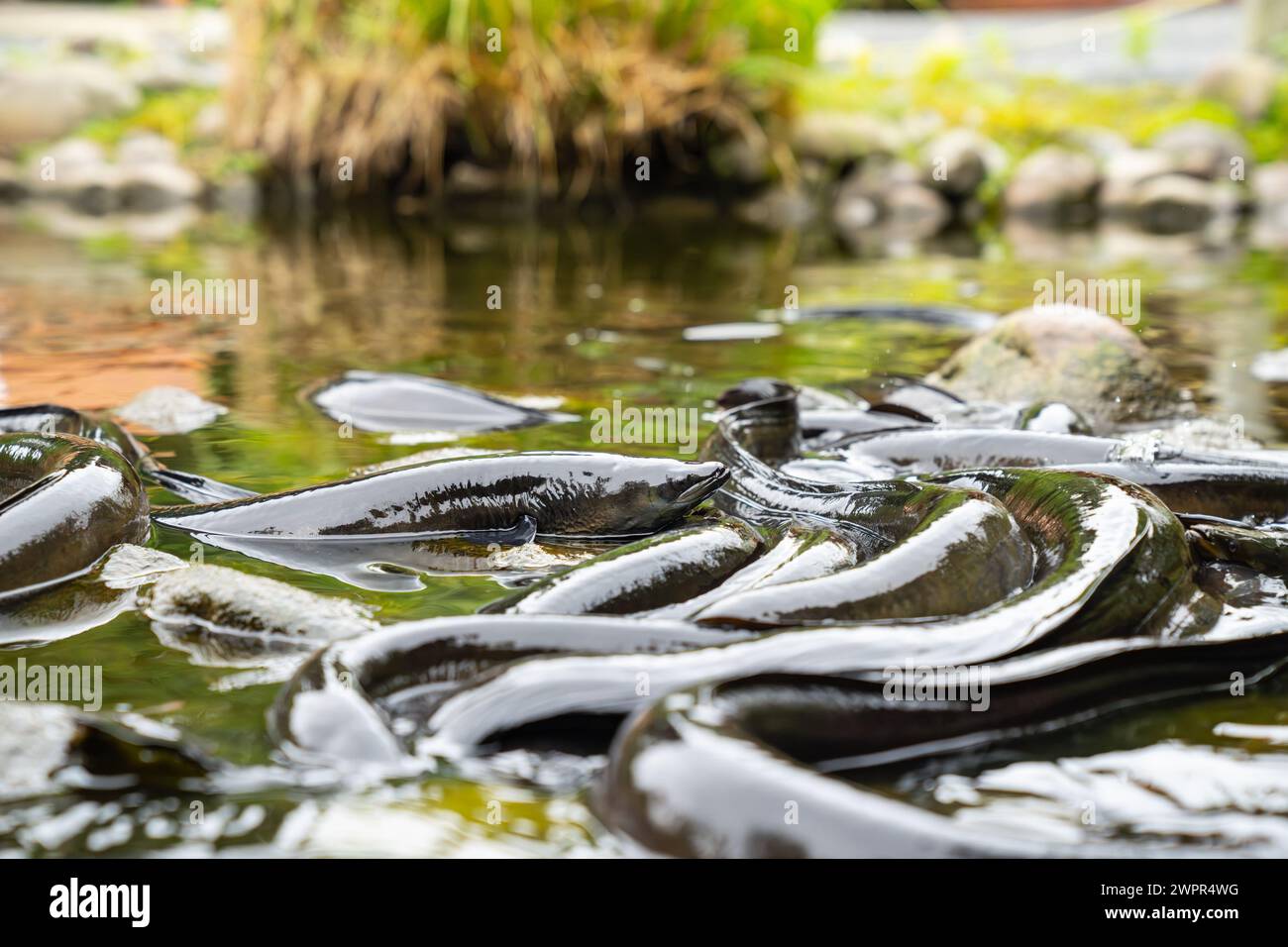 Neuseelands langer Flossenaal sammelt sich im Fluss, der sich windet und schleimig. Stockfoto