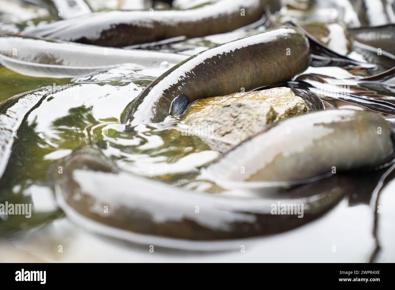 Neuseelands langer Flossenaal sammelt sich im Fluss, der sich windet und schleimig. Stockfoto