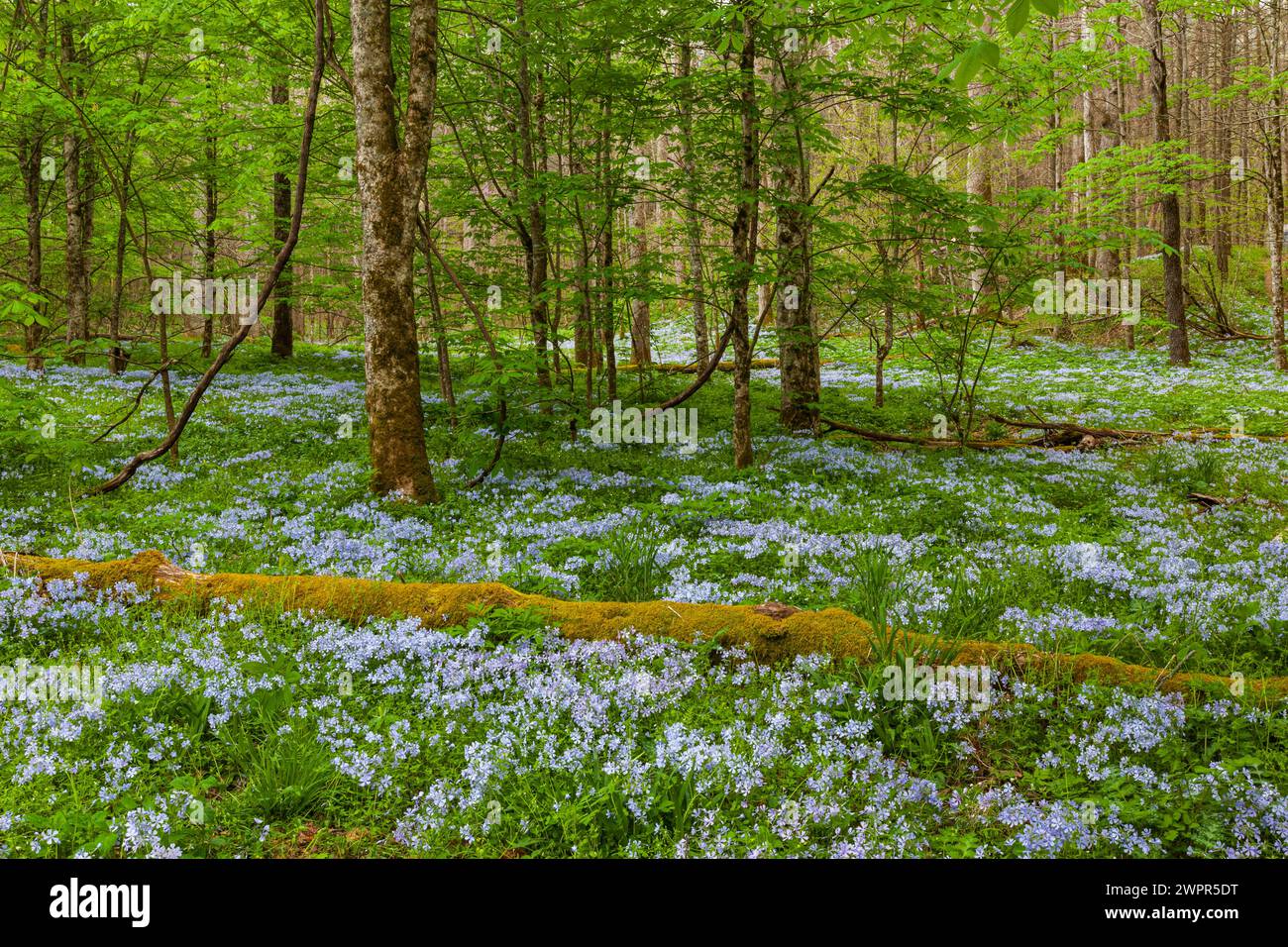 Phlox und Mayapple im White Oak Sink im Frühling Stockfoto