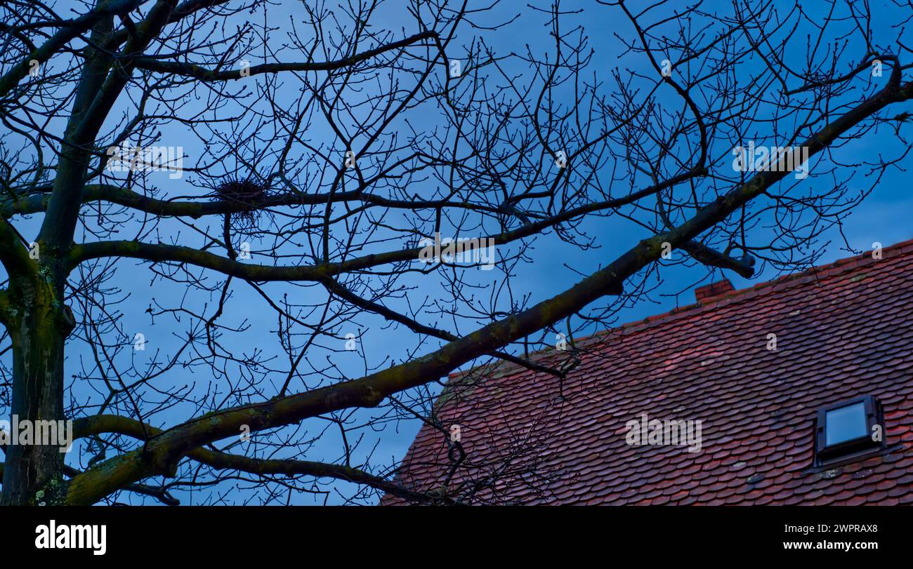 Silhouette eines Vogelnest in einem blattlosen Baum und die rote Spitze eines Daches vor einem blauen Abendhimmel Stockfoto