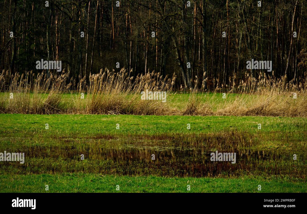 Feuchte Wiese mit Wasser auf dem Grasland und eine Reihe Schilf vor einem Wald Stockfoto
