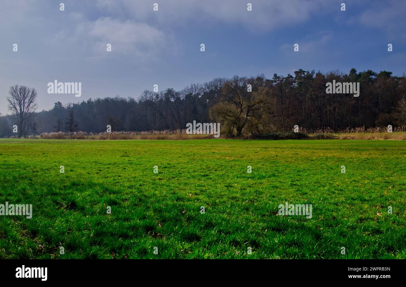 Ansprechende weite Feuchtwiese mit einigen Bäumen und einem Wald im Hintergrund (mitteleuropäisches Feuchtgebiet) Stockfoto