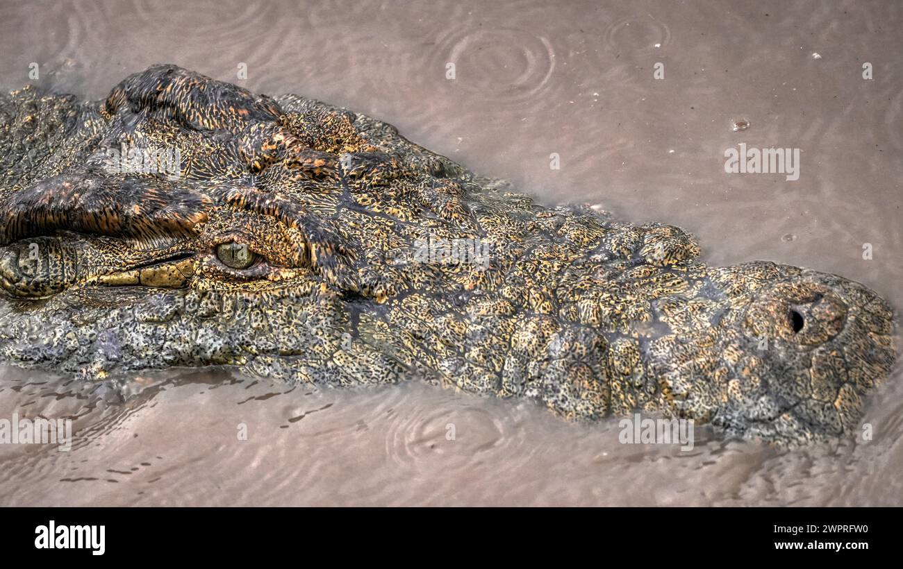 Ein Krokodil in der Tierwelt in Nairobi, Kenia, Afrika Stockfoto