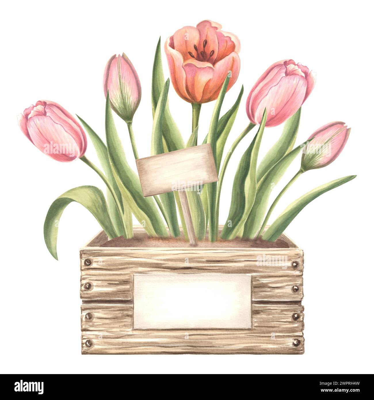 Tulpen mit Blättern in Holzkiste mit Etikett. Frühlingsgartenblume. Isolierte handgezeichnete botanische Illustration mit Aquarellen. Zeichenvorlage mit Blumenmuster für Stockfoto