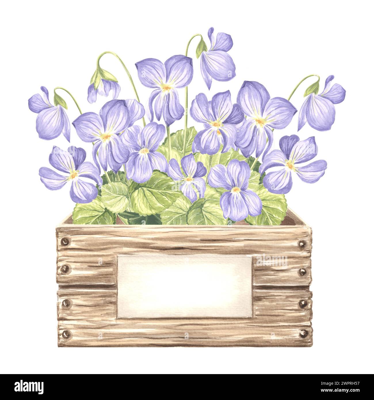 Veilchen mit Blättern in Holzkiste mit Etikett. Frühlingsgartenblume. Isolierte handgezeichnete botanische Illustration mit Aquarellen. Zeichenvorlage mit Blumenmuster für Stockfoto