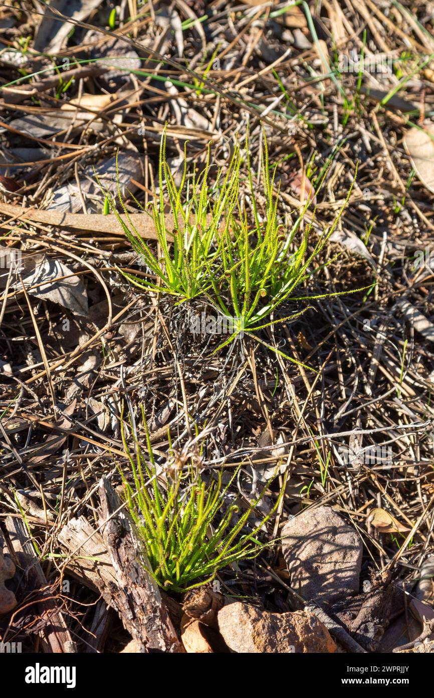 Drosophyllum lusitanicum im natürlichen Lebensraum nahe Aljezur in Portugal Stockfoto