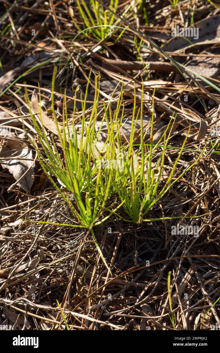 Drosophyllum lusitanicum im natürlichen Lebensraum nahe Aljezur in Portugal Stockfoto