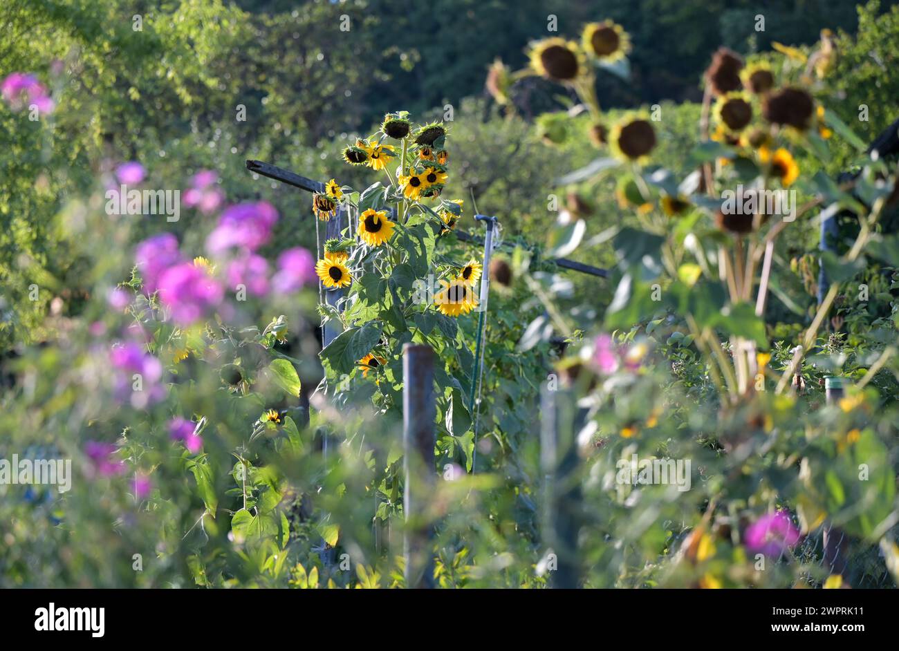 Blüten im Spätsommer: Blick auf Sonnenblumen, Grün und lila blühende Pflanzen in einem alten Garten. Stockfoto