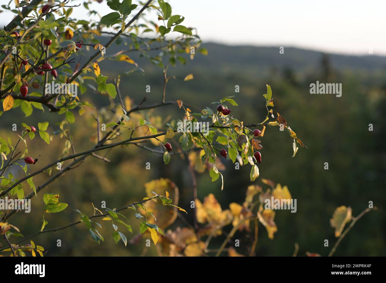 Herbsteindrücke: Sträucher mit roten Beeren im Abendlicht. Stockfoto