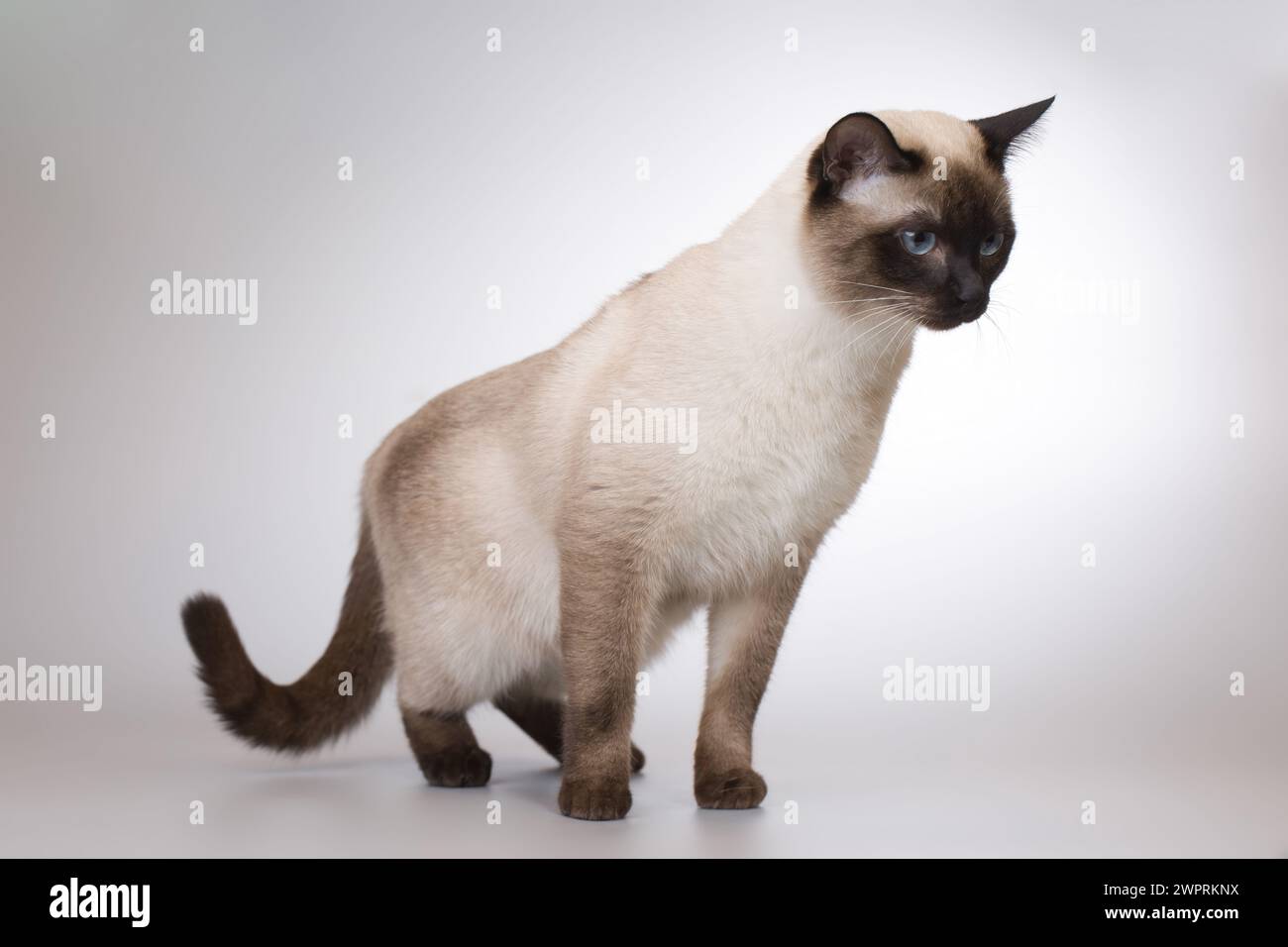 Nette Erwachsene männliche Thai-Katze posiert im Studio Stockfoto