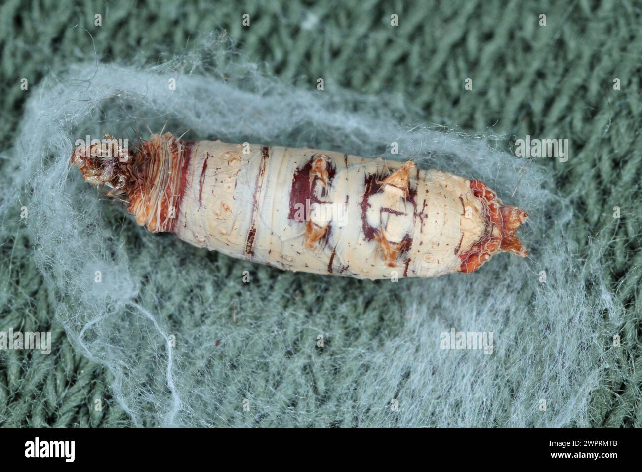 Schmetterling, mottenraupe parasitiert und durch parasitoide Ichneumonfliege (Aleiodes sp.) getötet. Stockfoto