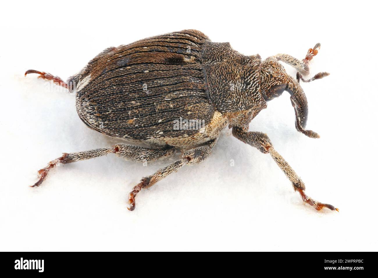 Mohnwurzelkäfer (Stenocarus ruficornis) - einer der bedeutendsten Schädlinge von Opiummohn (Papaver somniferum). Ein Foto mit großer Schärfentiefe Stockfoto