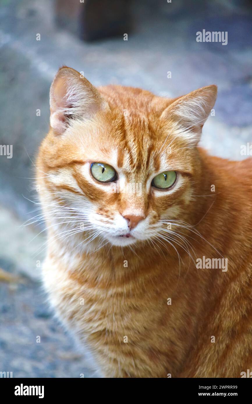 Ingwerkatze mit lebhaftem orangefarbenen Fell, neugierigen grünen Augen und einem faszinierenden Blick Stockfoto